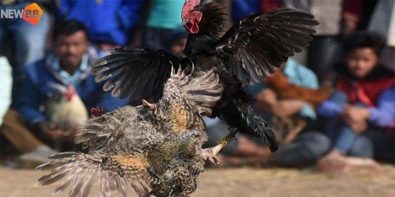 Cách huấn luyện chiến kê đá hồi mã thương