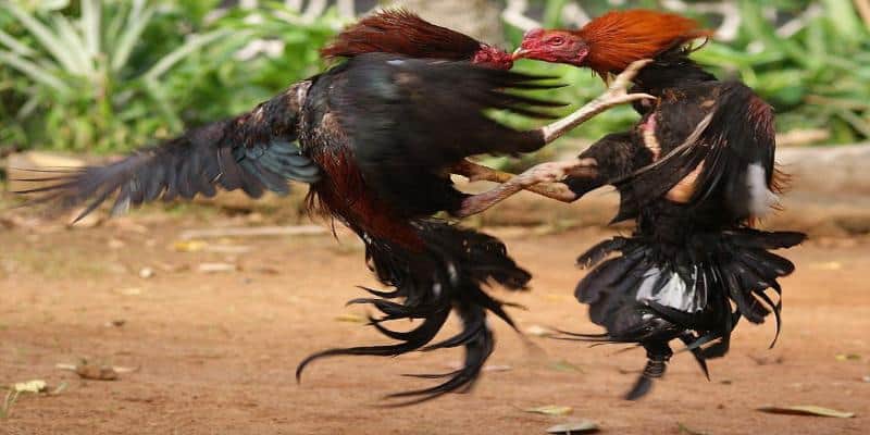 Các đòn đá khắc tinh của đá hầu kiềng